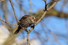 Agelaius phoeniceus