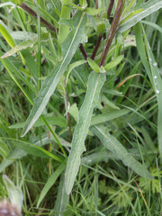 Centaurea decipiens