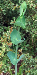 Blackstonia perfoliata