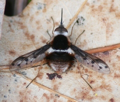 Bombylius pygmaeus