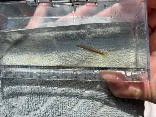 iNaturalist observation photo of Blackstripe Topminnow