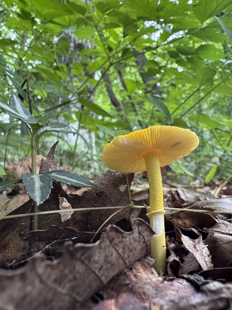 Yellow Patches · August 2026 · photo: Photo: (c) gwt2102, some rights reserved (CC BY) · iNaturalist