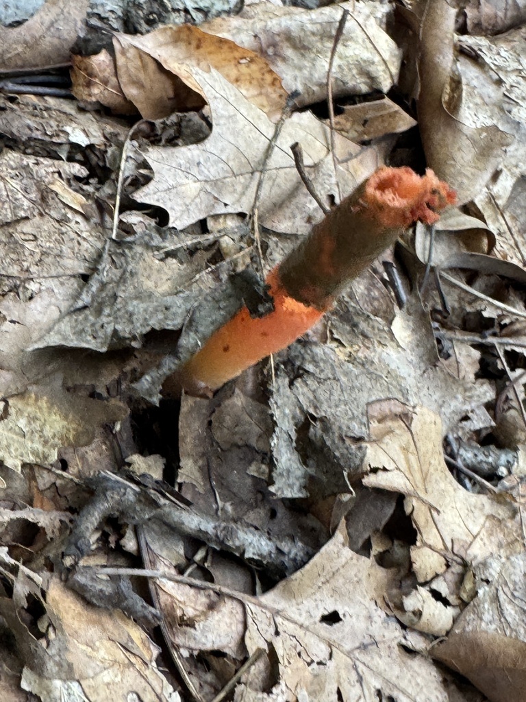 devil's dipstick · August 2026 · photo: Photo: (c) gwt2102, some rights reserved (CC BY) · iNaturalist