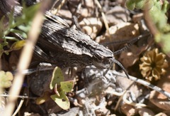 Dracotettix plutonius