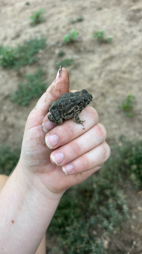 Great Plains Toad
