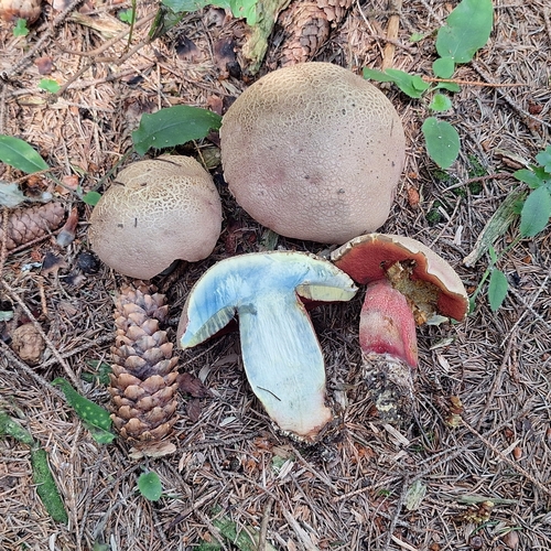 Rubroboletus rubrosanguineus — no rights reserved