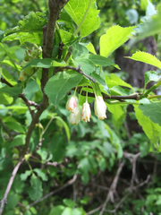 Staphylea trifolia