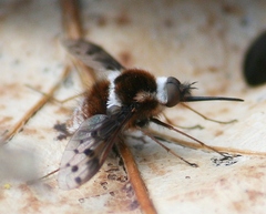 Bombylius pygmaeus