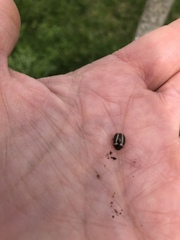 Calligrapha californica