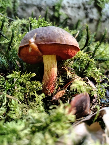 Neoboletus erythropus — (c) vuikaan, some rights reserved (CC BY)