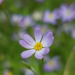 Chaetopappa bellidifolia