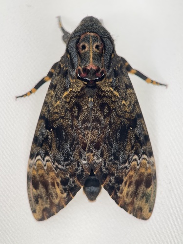 Greater Death's Head Hawkmoth