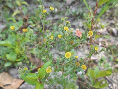 Pulicaria vulgaris, photograph 3