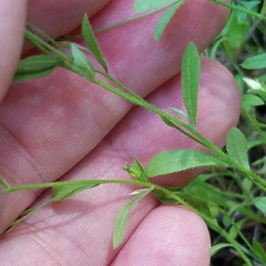 Chaetopappa bellidifolia