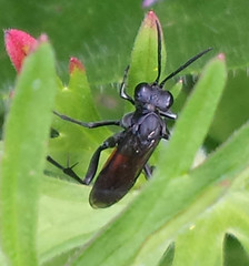 Macrophya annulata