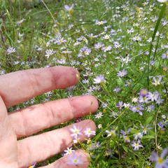 Chaetopappa bellidifolia