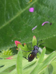 Macrophya annulata