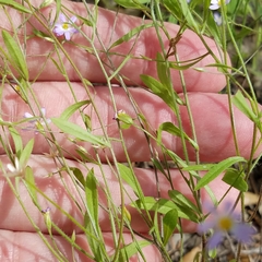 Chaetopappa bellidifolia