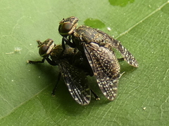 Platystoma seminationis
