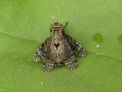 Platystoma seminationis