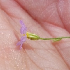 Chaetopappa bellidifolia
