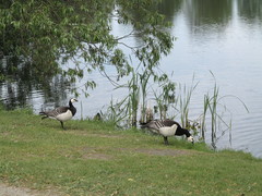 Branta leucopsis