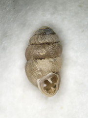 Vertigo gouldii