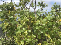 Cheirodendron platyphyllum