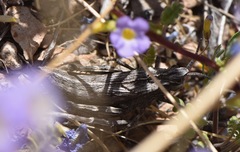 Dracotettix plutonius