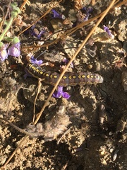 Sympistis perscripta