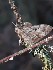 Eupithecia lanceata