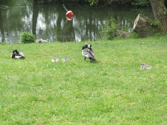 Branta leucopsis