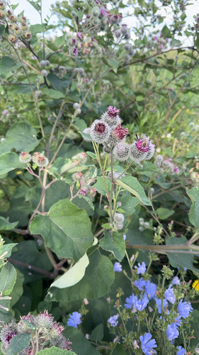 Woolly Burdock