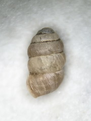 Vertigo gouldii