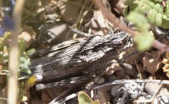 Dracotettix plutonius