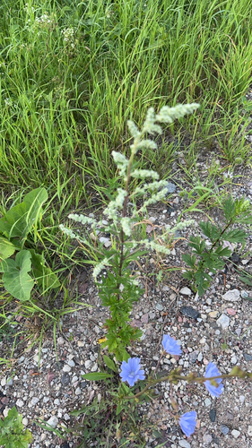common mugwort