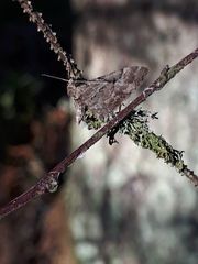 Eupithecia lanceata