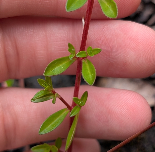 Ludwigia arcuata, photograph 3
