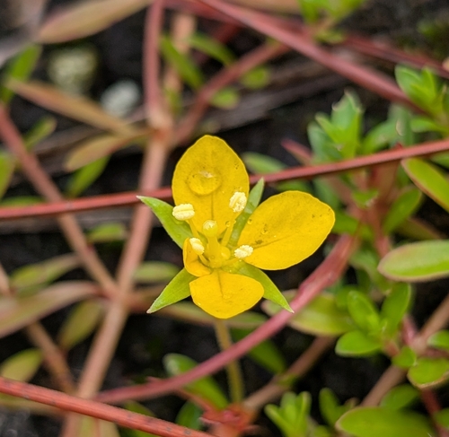 Ludwigia arcuata, photograph 4