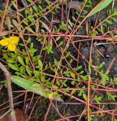 author not stated, no rights reserved Ludwigia arcuata, photograph author not stated, no rights reserved
