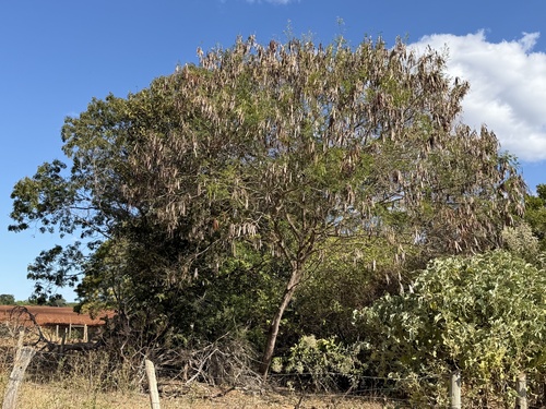 White leadtree
