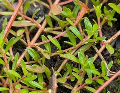 Ludwigia arcuata, photograph author not stated, no rights reserved