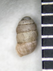 Vertigo gouldii