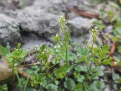Cardamine occulta, photograph (c) arthur_haendler, some rights reserved (CC BY)