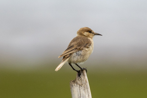 Ground Tit