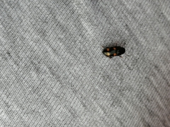 Glischrochilus hortensis