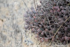 Petrosedum sediforme