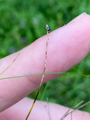 Carex eburnea, photograph (c) Quinten Wiegersma, some rights reserved (CC BY)
