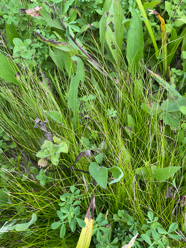 Carex eburnea, photograph 4