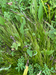 Carex eburnea, photograph (c) Quinten Wiegersma, some rights reserved (CC BY)